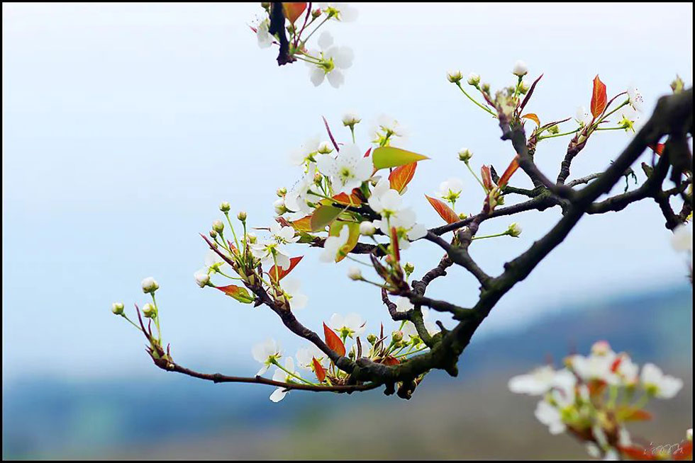 【春天,广西桂林灌阳县向您发出邀请!】我们在灌阳看梨花 - 游山玩水 - 海北生活社区 - 海北28生活网 haibei.28life.com