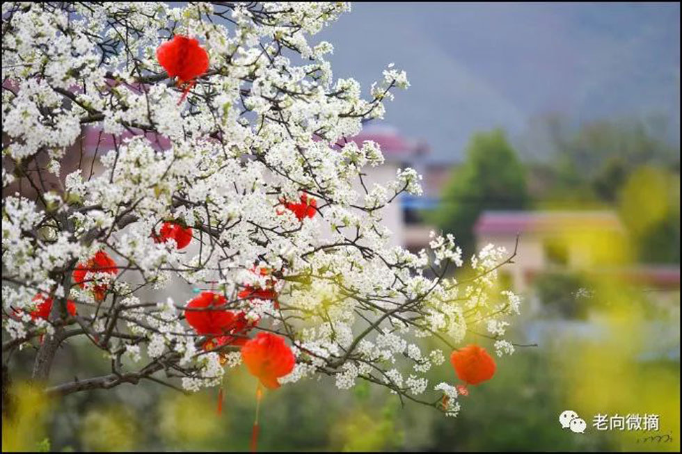 【春天,广西桂林灌阳县向您发出邀请!】我们在灌阳看梨花 - 游山玩水 - 海北生活社区 - 海北28生活网 haibei.28life.com