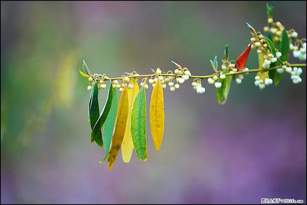 【春天,广西桂林灌阳县向您发出邀请!】米珠山前有片山苍子花在飘香 - 游山玩水 - 海北生活社区 - 海北28生活网 haibei.28life.com