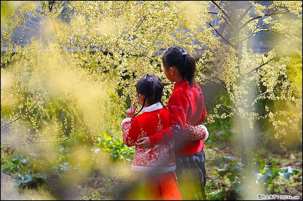 【春天,广西桂林灌阳县向您发出邀请!】米珠山前有片山苍子花在飘香 - 游山玩水 - 海北生活社区 - 海北28生活网 haibei.28life.com