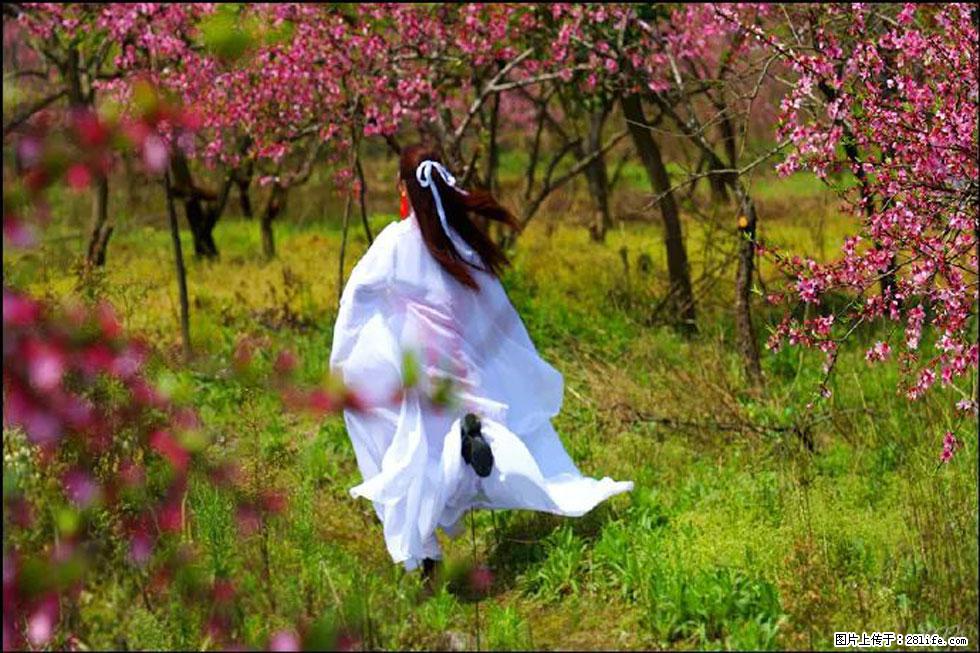 【春天，广西桂林灌阳县向您发出邀请！】官庄村有个醉美的桃花园 - 游山玩水 - 海北生活社区 - 海北28生活网 haibei.28life.com