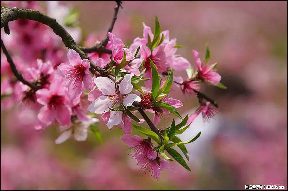 【春天，广西桂林灌阳县向您发出邀请！】官庄村有个醉美的桃花园 - 游山玩水 - 海北生活社区 - 海北28生活网 haibei.28life.com