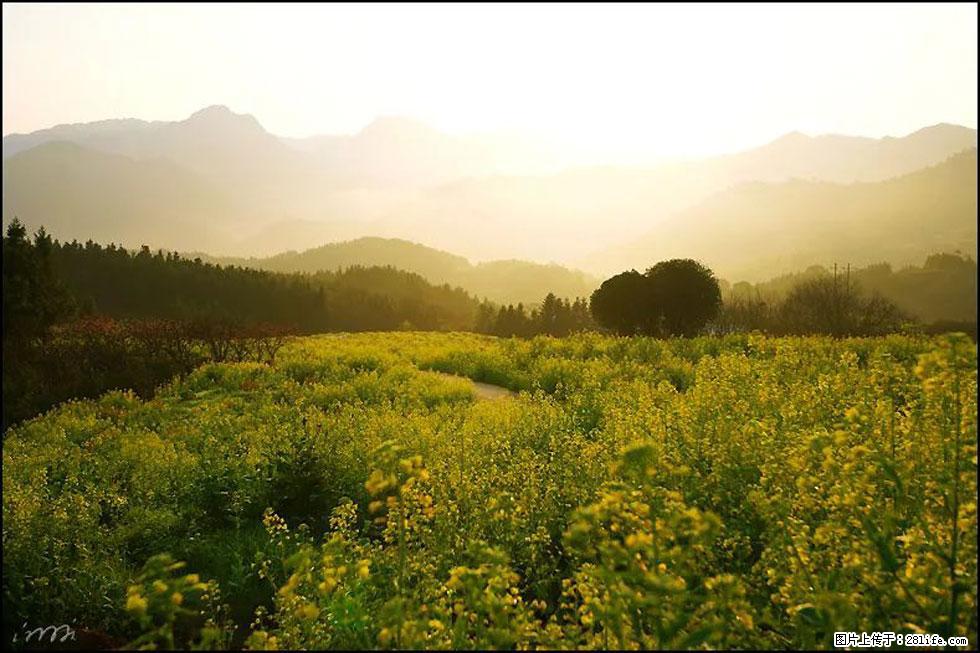 【春天,广西桂林灌阳县向您发出邀请!】长坪村油菜盛情花开 - 游山玩水 - 海北生活社区 - 海北28生活网 haibei.28life.com