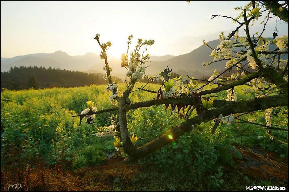 【春天,广西桂林灌阳县向您发出邀请!】长坪村油菜盛情花开 - 游山玩水 - 海北生活社区 - 海北28生活网 haibei.28life.com