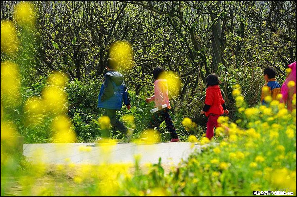 【春天,广西桂林灌阳县向您发出邀请!】长坪村油菜盛情花开 - 游山玩水 - 海北生活社区 - 海北28生活网 haibei.28life.com