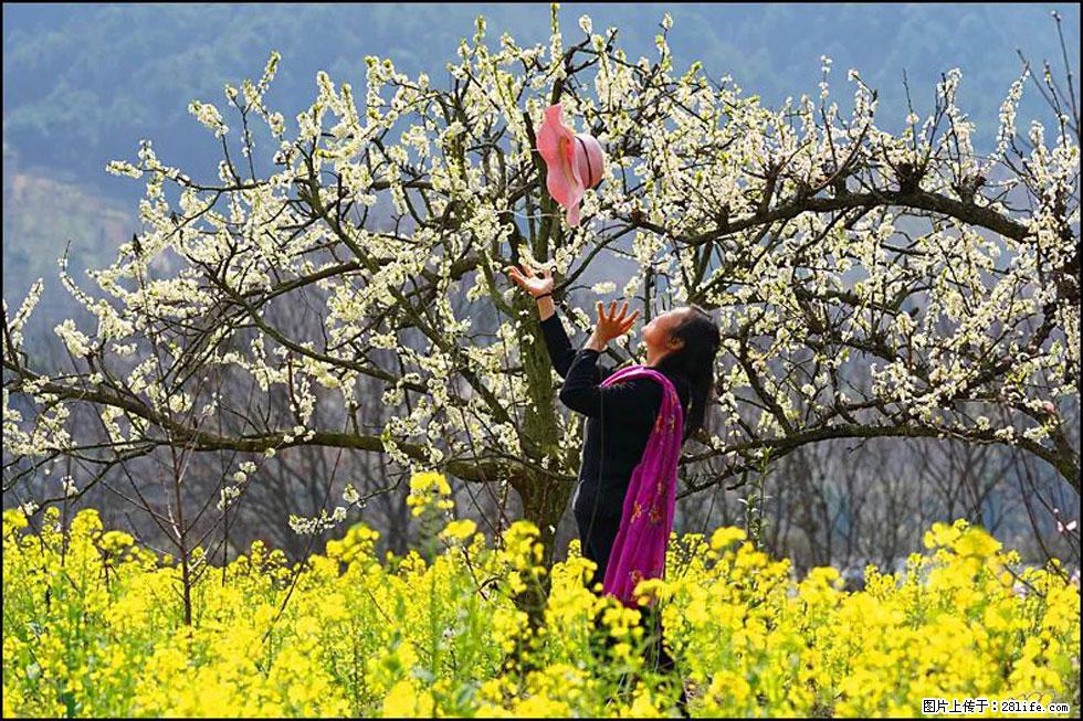 【春天,广西桂林灌阳县向您发出邀请!】长坪村油菜盛情花开 - 游山玩水 - 海北生活社区 - 海北28生活网 haibei.28life.com