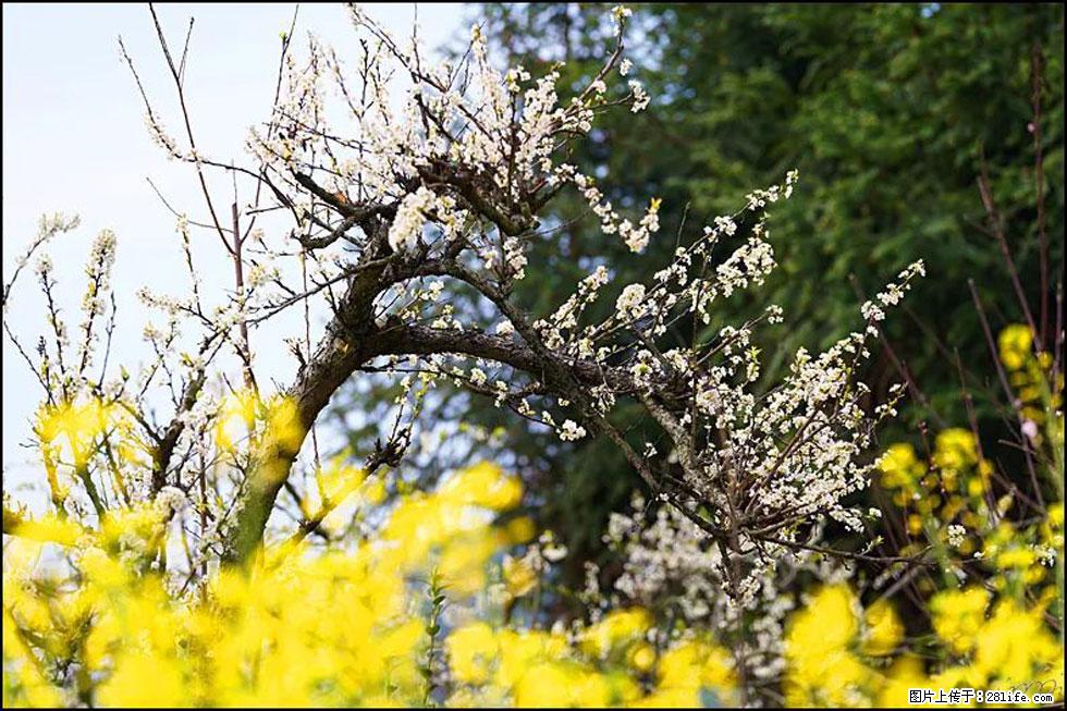 【春天,广西桂林灌阳县向您发出邀请!】长坪村油菜盛情花开 - 游山玩水 - 海北生活社区 - 海北28生活网 haibei.28life.com