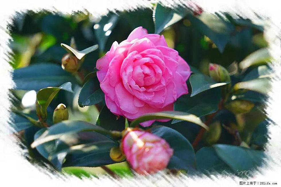 【春天,广西桂林灌阳县向您发出邀请!】杨柳井茶花惹人爱 - 游山玩水 - 海北生活社区 - 海北28生活网 haibei.28life.com