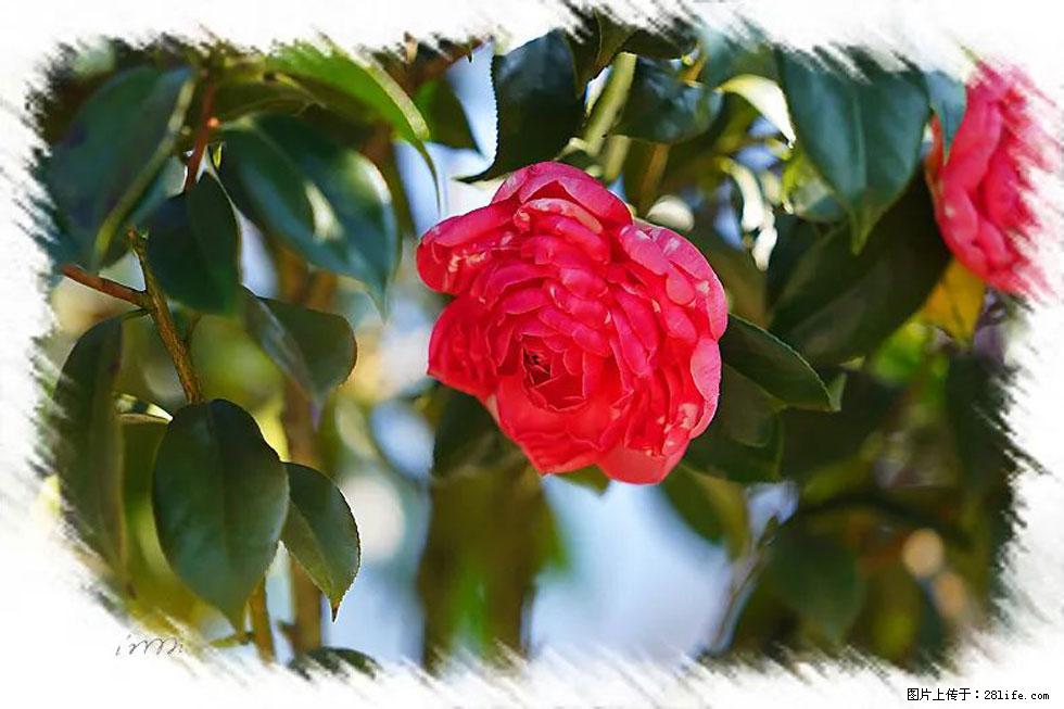 【春天,广西桂林灌阳县向您发出邀请!】杨柳井茶花惹人爱 - 游山玩水 - 海北生活社区 - 海北28生活网 haibei.28life.com