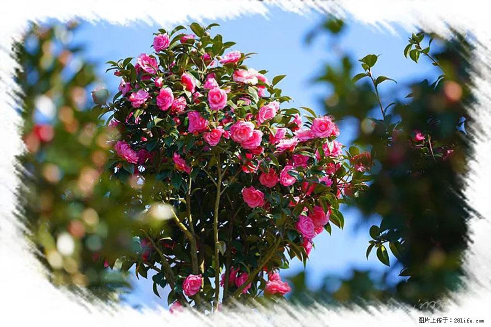 【春天,广西桂林灌阳县向您发出邀请!】杨柳井茶花惹人爱 - 游山玩水 - 海北生活社区 - 海北28生活网 haibei.28life.com