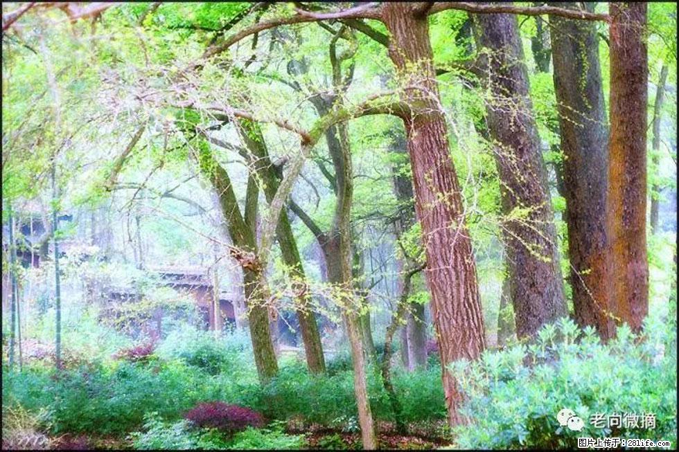 【春天,广西桂林灌阳县向您发出邀请!】在小龙村与春天约会 - 游山玩水 - 海北生活社区 - 海北28生活网 haibei.28life.com