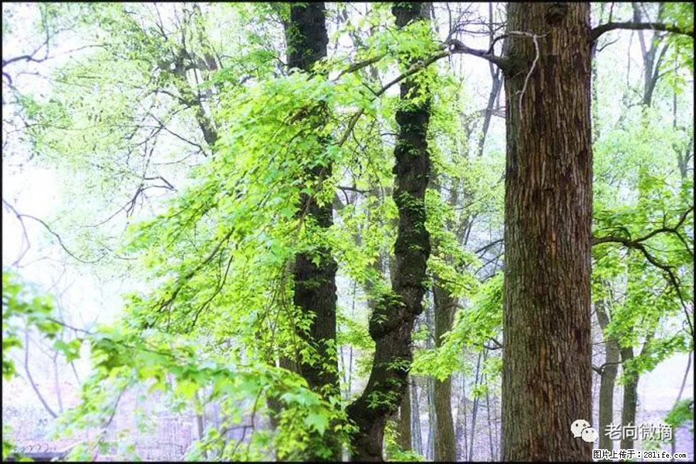 【春天,广西桂林灌阳县向您发出邀请!】在小龙村与春天约会 - 游山玩水 - 海北生活社区 - 海北28生活网 haibei.28life.com