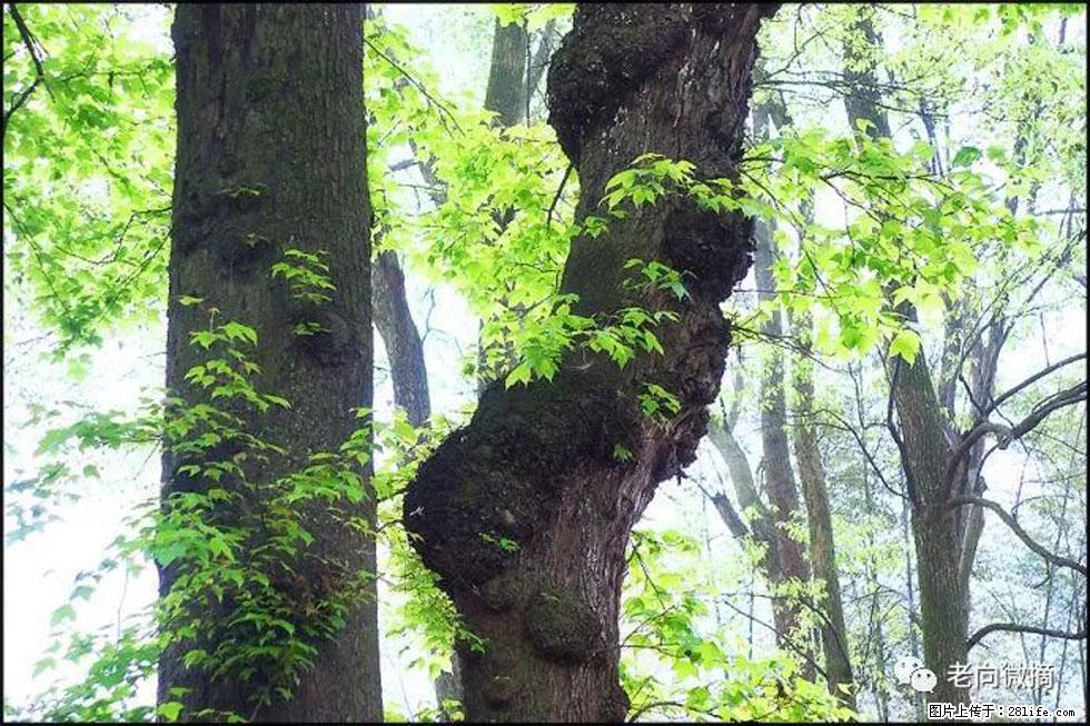 【春天,广西桂林灌阳县向您发出邀请!】在小龙村与春天约会 - 游山玩水 - 海北生活社区 - 海北28生活网 haibei.28life.com