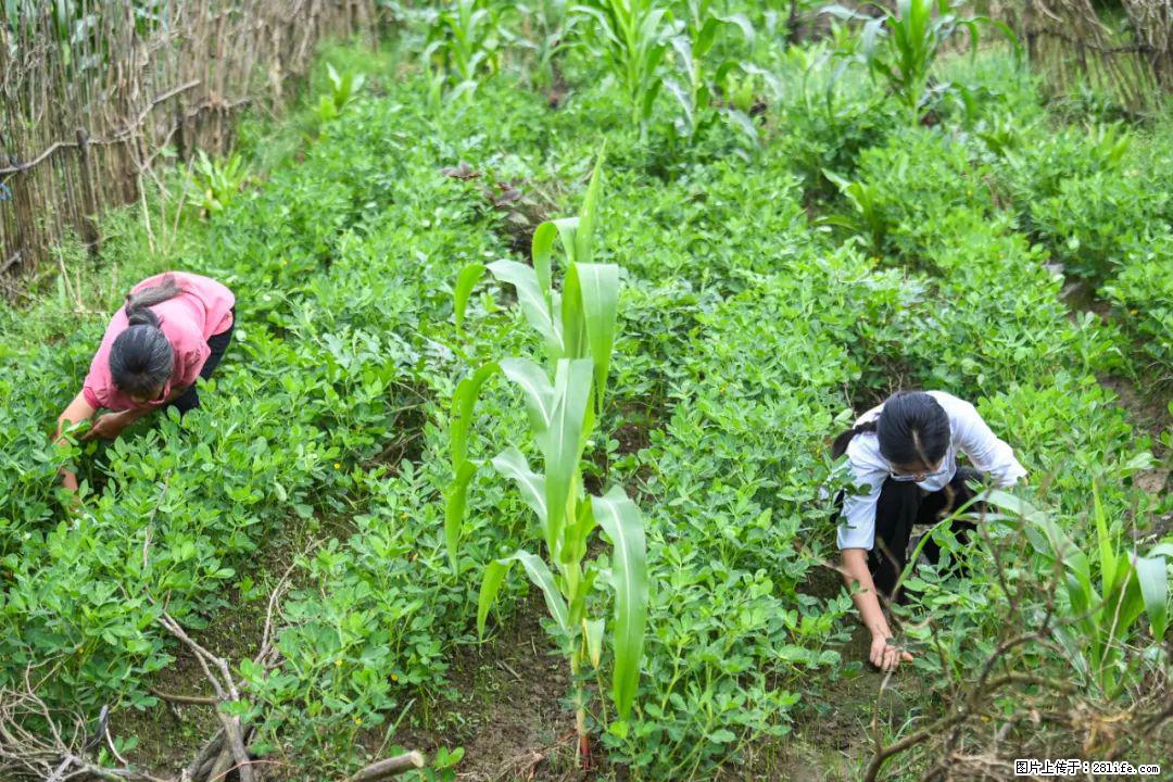 全网追的“扁担女孩”，找了一份暑假工，时薪12元 - 海北生活资讯 - 海北28生活网 haibei.28life.com