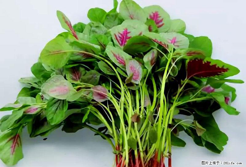 这些蔬菜是“天然钙片”，这6种被医生重点推荐 - 海北生活资讯 - 海北28生活网 haibei.28life.com