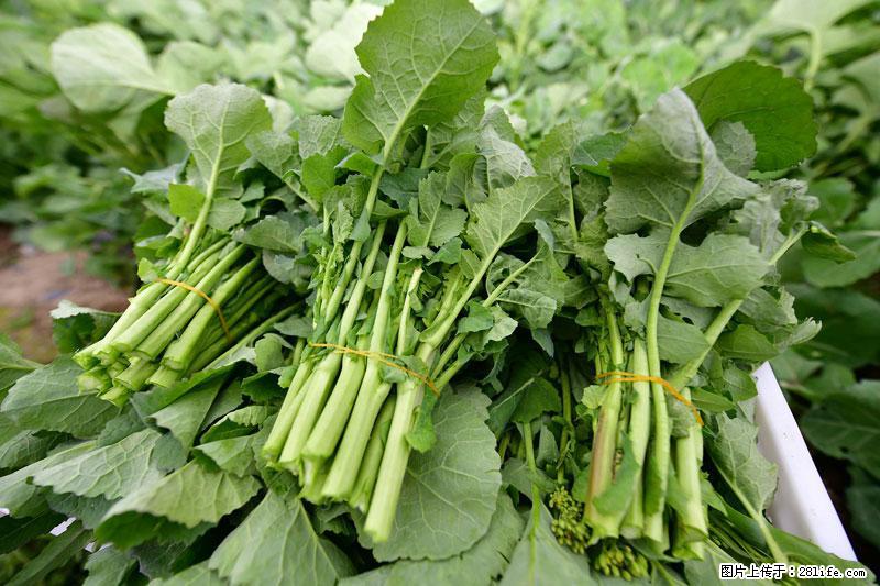 这些蔬菜是“天然钙片”，这6种被医生重点推荐 - 海北生活资讯 - 海北28生活网 haibei.28life.com