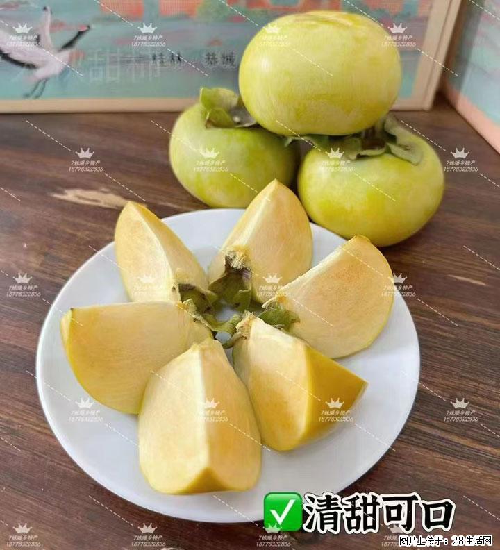 广西桂林平乐桥亭【红心猕猴桃】、【大秋甜柿】上市啦,欢迎各位新老客户下单(另有少量小果出售) - 海北生活资讯 - 海北28生活网 haibei.28life.com